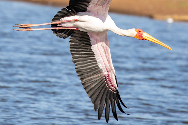Vögel im Kruger Nationalpark
